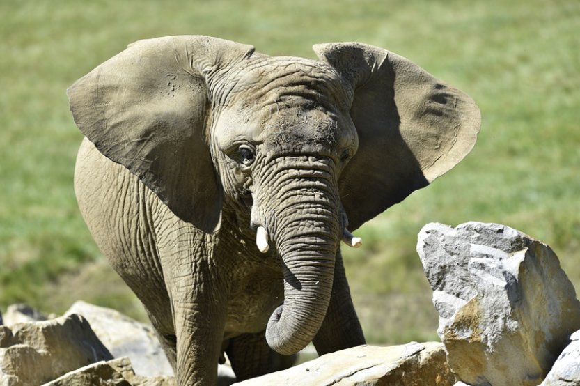 Botswana hrozí, že pošle do Německa 20.000 slonů kvůli sporu o dovoz trofejí
