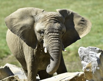 Botswana hrozí, že pošle do Německa 20.000 slonů kvůli sporu o dovoz trofejí