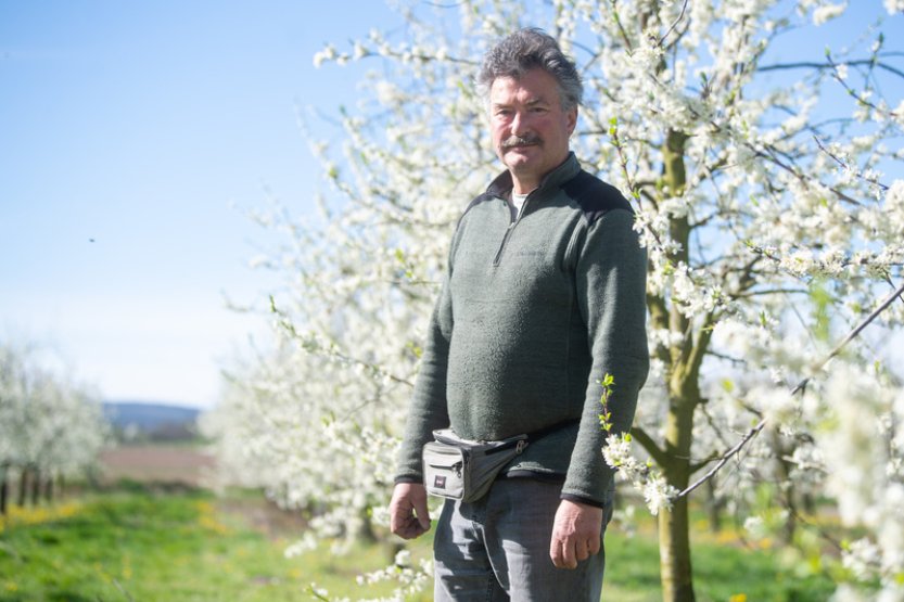 Sadař ze Svinčan na Pardubicku čeká rekordní úrodu, na zkoušku vysadil meruňky