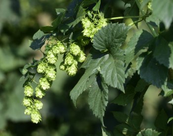 Výzkum prokázal výskyt vadnutí chmele, riziko šíření je vysoké