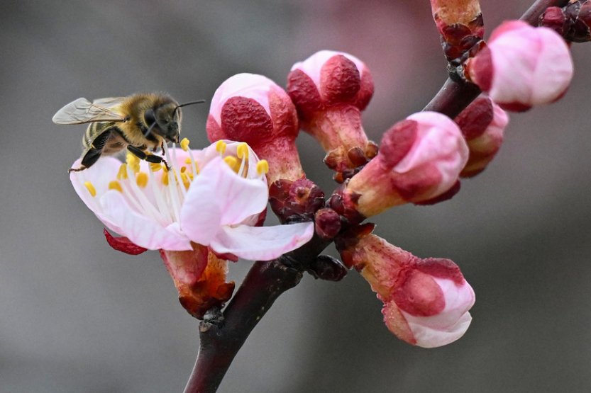 Kvetení stromů přišlo rekordně brzy, ovocnáři mají obavy z jarních mrazů