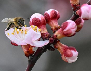 Kvetení stromů přišlo rekordně brzy, ovocnáři mají obavy z jarních mrazů