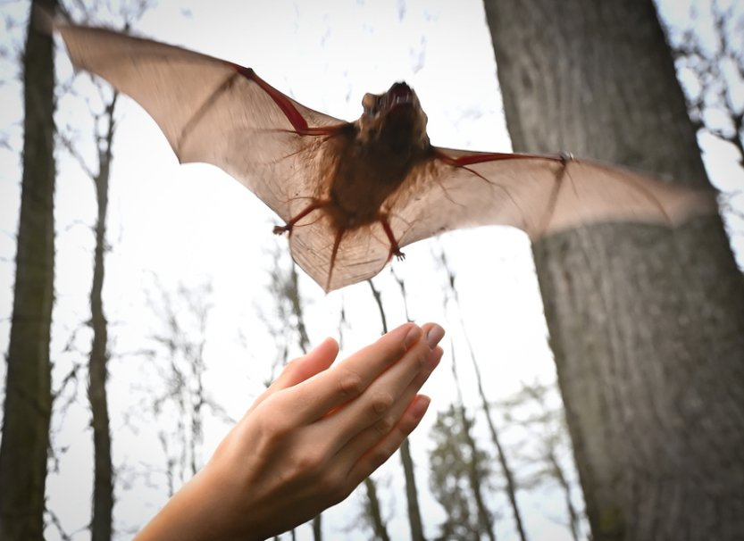 Na Havlíčkobrodsku se netopýři zachránění ze skáceného stromu vrátili do přírody