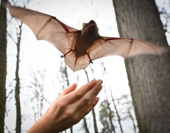 Na Havlíčkobrodsku se netopýři zachránění ze skáceného stromu vrátili do přírody