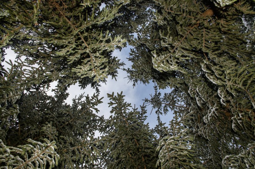 Buky se klimatu přizpůsobí lépe než smrky, ale ohrožují lesní biodiverzitu