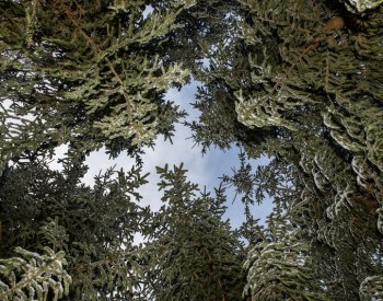 Buky se klimatu přizpůsobí lépe než smrky, ale ohrožují lesní biodiverzitu