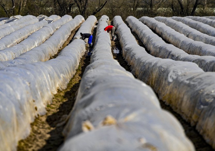 Teplo uspíšilo sklizeň jarní zeleniny o tři týdny, o úrodě letos rozhodne počasí
