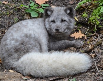 Nejlepším přítelem člověka kdysi byla liška, tvrdí studie