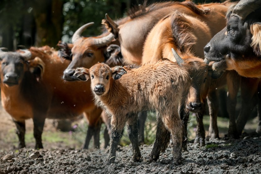 V Safari Parku Dvůr Králové se narodilo mládě ohroženého buvola pralesního