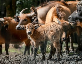V Safari Parku Dvůr Králové se narodilo mládě ohroženého buvola pralesního