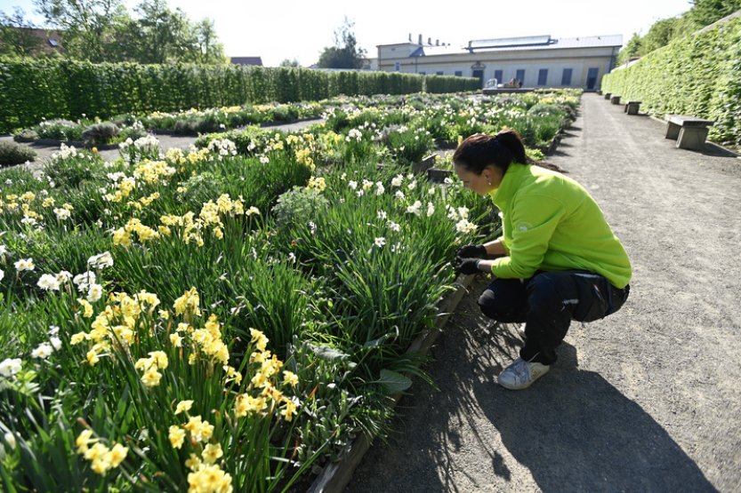 Cibuloviny v Květné zahradě v Kroměříži rozkvetly o měsíc dřív, než je obvyklé