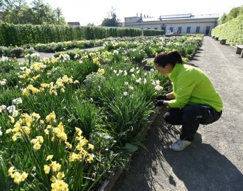 Cibuloviny v Květné zahradě v Kroměříži rozkvetly o měsíc dřív, než je obvyklé