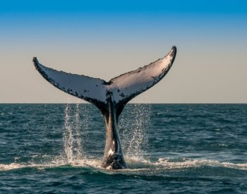 BBC: Vědci naslouchají velrybám a snaží se naučit jejich řeč