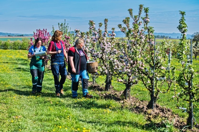 Odborníci v Lysicích registrují nové odrůdy ovoce a udržují živou kolekci
