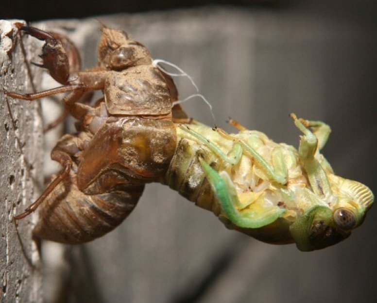 USA čeká největší invaze cikád za desetiletí, mohou jich být biliony