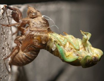 USA čeká největší invaze cikád za desetiletí, mohou jich být biliony