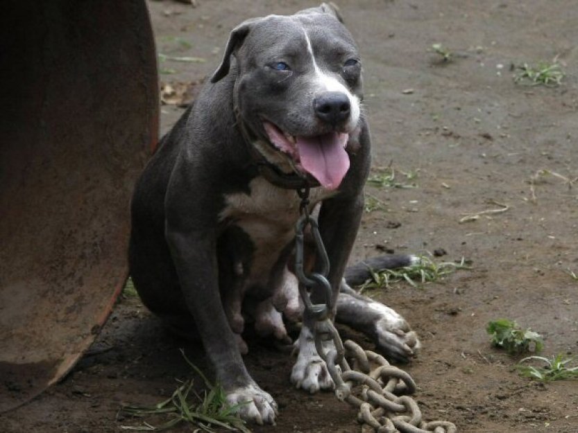 Po útoku dvou pitbulů zemřelo na jihu Itálie malé dítě