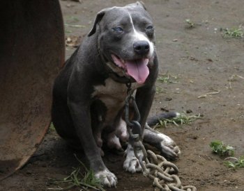 Po útoku dvou pitbulů zemřelo na jihu Itálie malé dítě