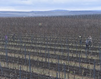 Škody způsobené mrazem na úrodě vinařů v ČR budou ve stovkách milionů korun