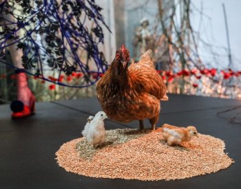 Florista v Brně vystavuje květinové šaty obklopené trním, karafiáty i drůbeží