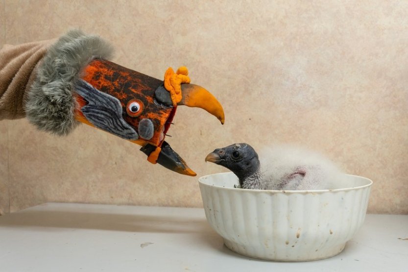 Olomoucká zoo má po 14 letech mládě kondora královského, vylíhlo se v Liberci