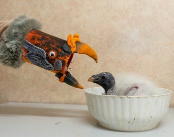 Olomoucká zoo má po 14 letech mládě kondora královského, vylíhlo se v Liberci