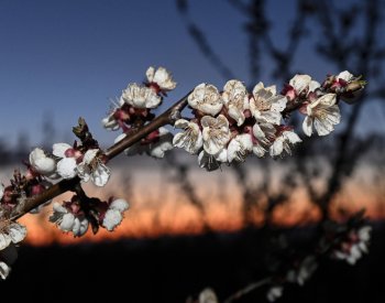 Mrazy způsobily rozsáhlé škody na úrodě ovoce, škody hlásí i zelináři