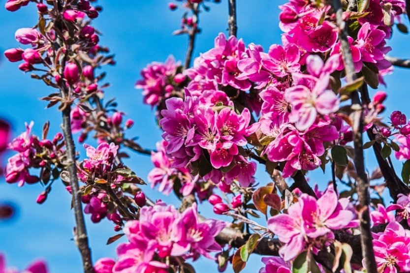 Ministr Výborný bude informovat o pomoci ovocnářům s poškozenou úrodu