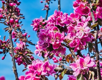 Ministr Výborný bude informovat o pomoci ovocnářům s poškozenou úrodu