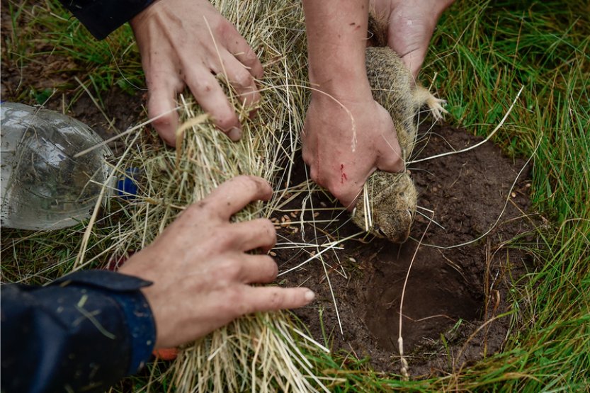 Syslům se na letišti v Hodkovicích n. M. se daří, z původních 20 už je přes 200