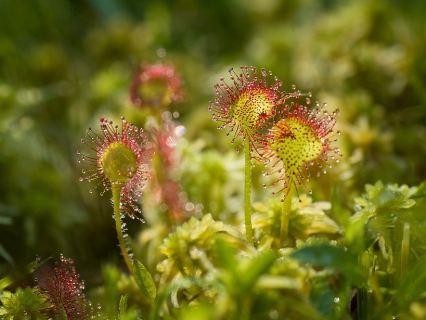 Novou přírodní památkou v Brdech je podmáčená louka s masožravými rostlinami