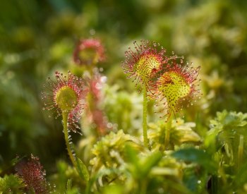Novou přírodní památkou v Brdech je podmáčená louka s masožravými rostlinami