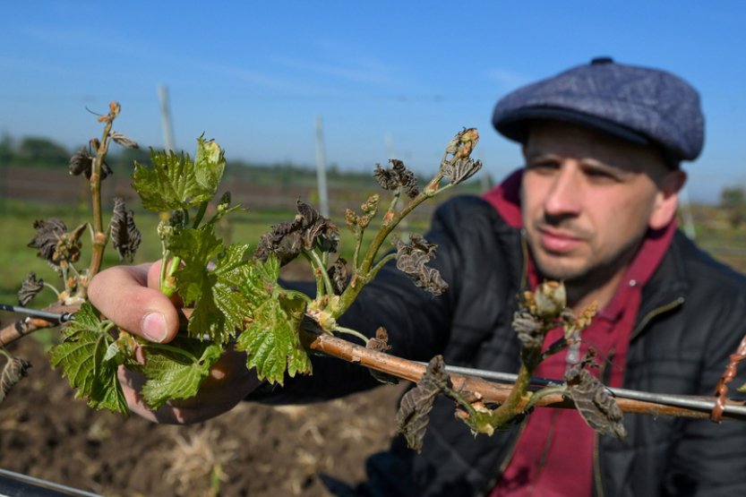 Ohně nad vinicemi připomínaly bitvu, říká vinař po mrazivé noci