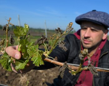 Ohně nad vinicemi připomínaly bitvu, říká vinař po mrazivé noci