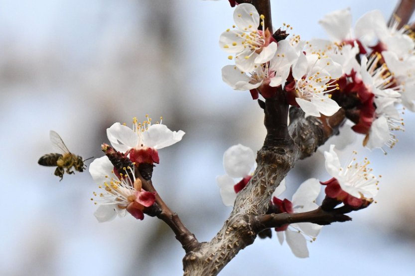 Podle ovocnářů je kvůli mrazům ohrožena existence 500 ze 700 až 800 pěstitelů