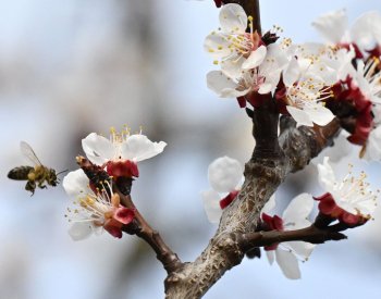 Podle ovocnářů je kvůli mrazům ohrožena existence 500 ze 700 až 800 pěstitelů