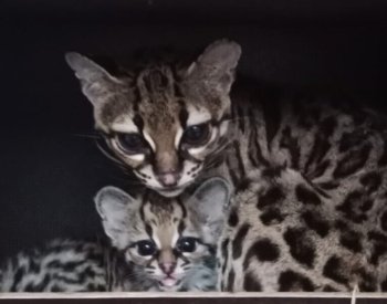 Liberecké zoo má poprvé mláďata nosálů bělohubých, jsou i další přírůstky