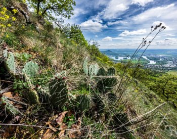 Svahy Lovoše v Českém středohoří pokryly opuncie, kaktusy původem z Ameriky