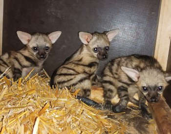 Tři mláďata vzácných hyenek hřivnatých v zoo Dvůr Králové dobře prospívají