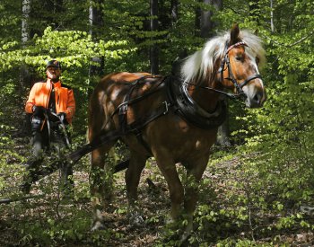 Mráz měl negativní vliv také na lesy, buky, duby i jedle částečně pomrzly