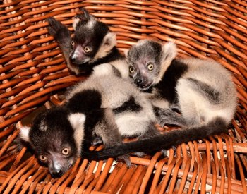 Lemuří samice porodila v olomoucké zoo trojčata, nebývá to běžné