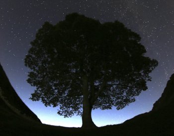 Z pokácení slavného stromu u Hadriánova valu v Anglii byli obviněni dva muži