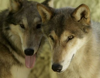 V národním parku České Švýcarko se narodilo minimálně pět vlčat