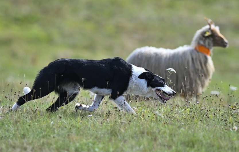 Mezi nejlepší závodníky s ovčáckými psy se už dostávají i Češi
