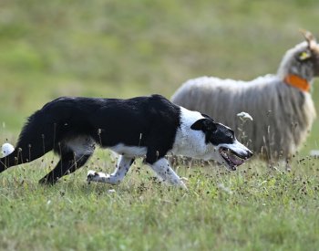 Mezi nejlepší závodníky s ovčáckými psy se už dostávají i Češi