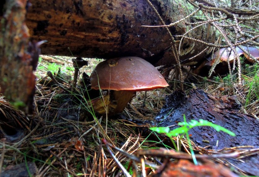 Houby porostou, podle mapy ČHMÚ mají dobré podmínky na celém území ČR