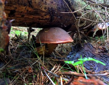 Houby porostou, podle mapy ČHMÚ mají dobré podmínky na celém území ČR