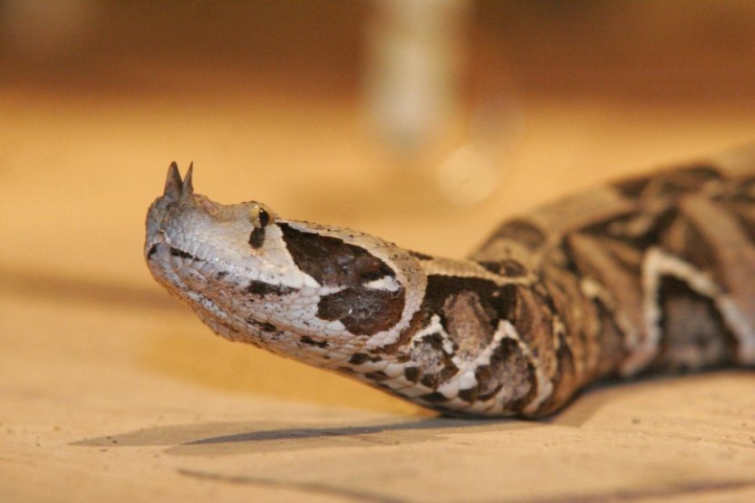Jedovatí hadi budou kvůli globálnímu oteplování zřejmě masově migrovat