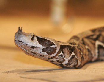 Jedovatí hadi budou kvůli globálnímu oteplování zřejmě masově migrovat