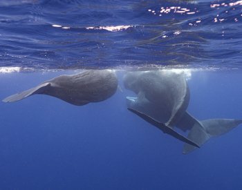 Vědci poprvé popsali základní prvky vzájemné komunikace vorvaňů
